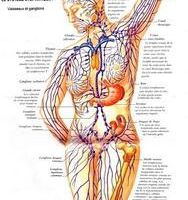 Le Système Lymphatique et son Rôle