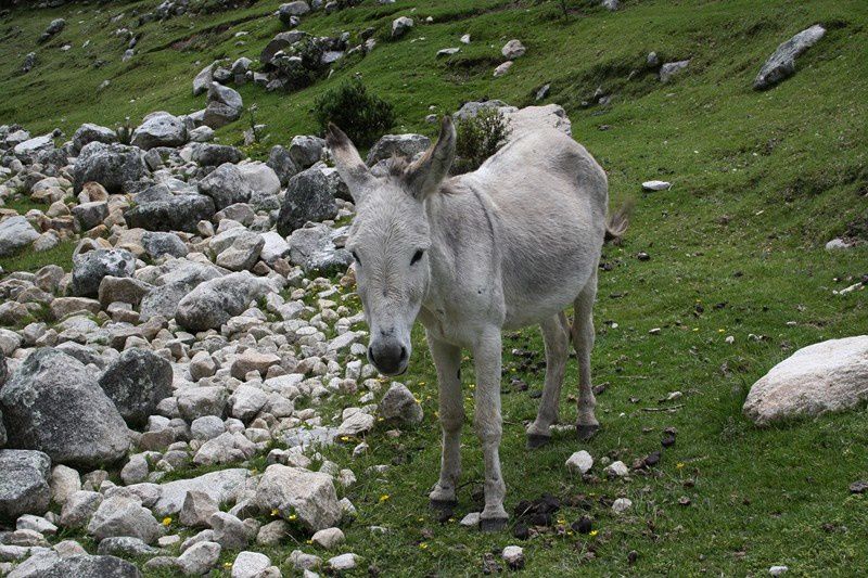 la cordillere des andes, cordillere blanche, noire...