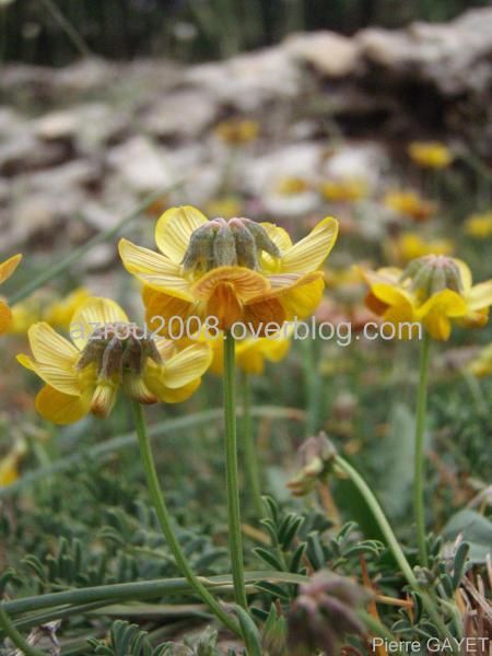 Fleurs de la forêt d'Azrou et alentours. cedraie, et foret mixte cèdres de l'Atlas et chênes verts (Parc National d'Ifrane, moyen-Atlas marocain).