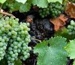 #Chenin Blanc Producers Sierra Foothills California Vineyards 
