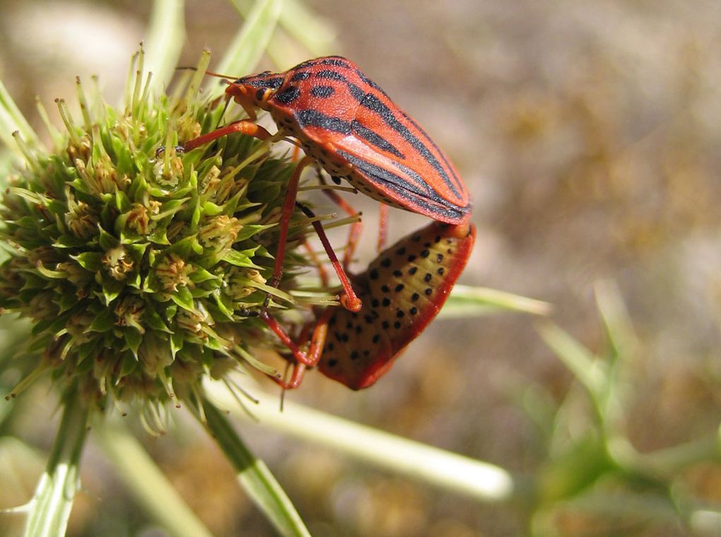 Album - Pentatomidae