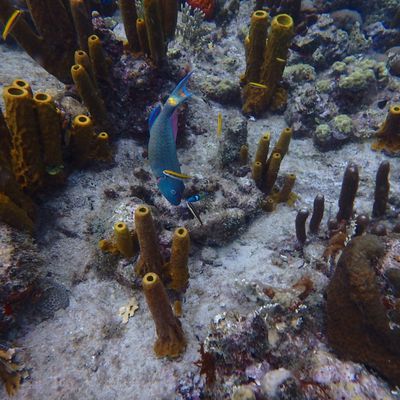 Guadeloupe, poissons et tortues