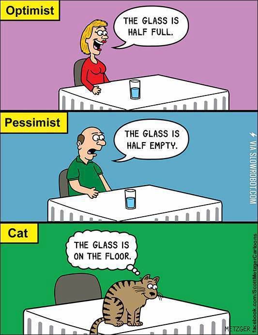 Ist deine Katze ein Optimist?