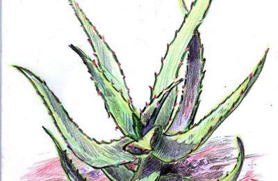 Aloe