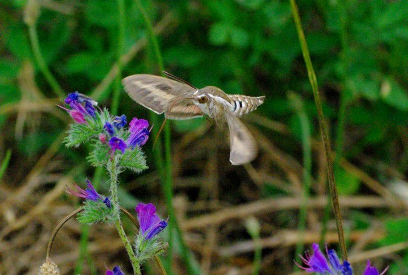 Album - Macro-Papillons