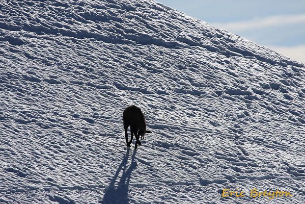 Album - chamois-de-printemps