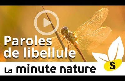 Paroles de libellule-Minute Nature num 56