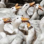Grippe aviaire: la vaccination des canetons commence dès lundi en France