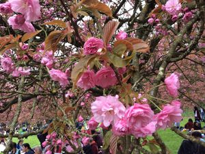 Très peu d’arbres ont fleuri cette semaine.