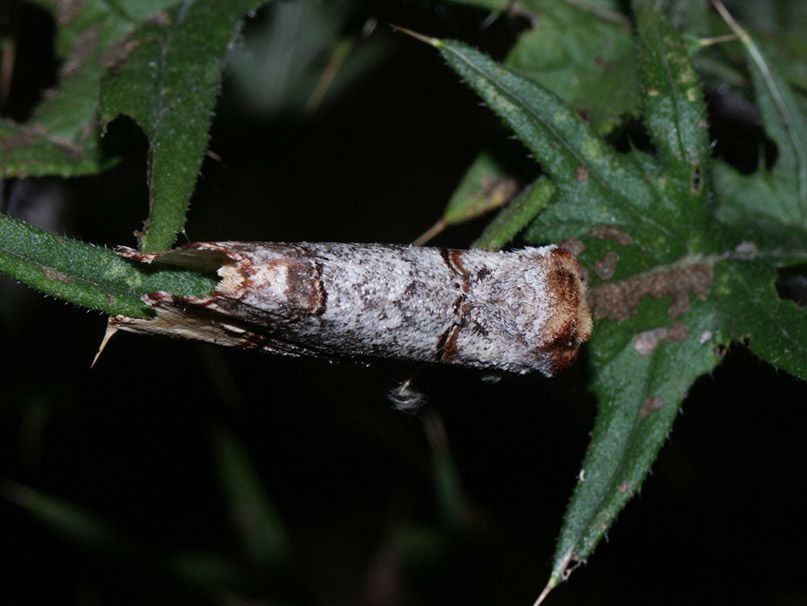 Album - 3b---Papillons-de-nuit