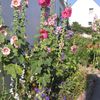 Journée de septembre au jardin