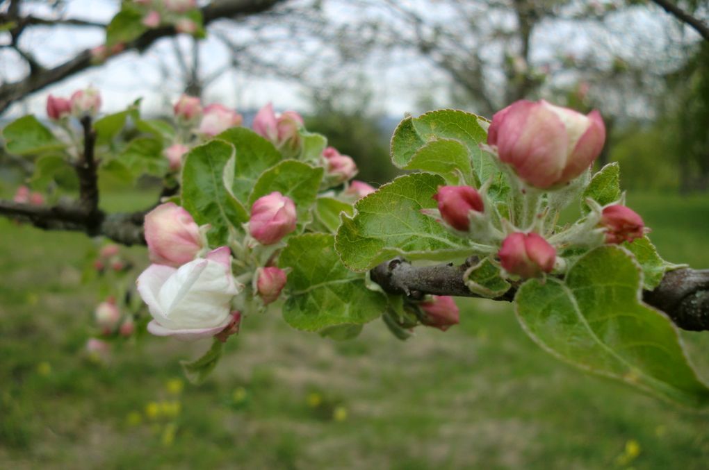 Les pommiers en fleurs des vergers du Bastberg, souffriront quelques jours plus tard, d'un important épisode de gel nocturne!!! 