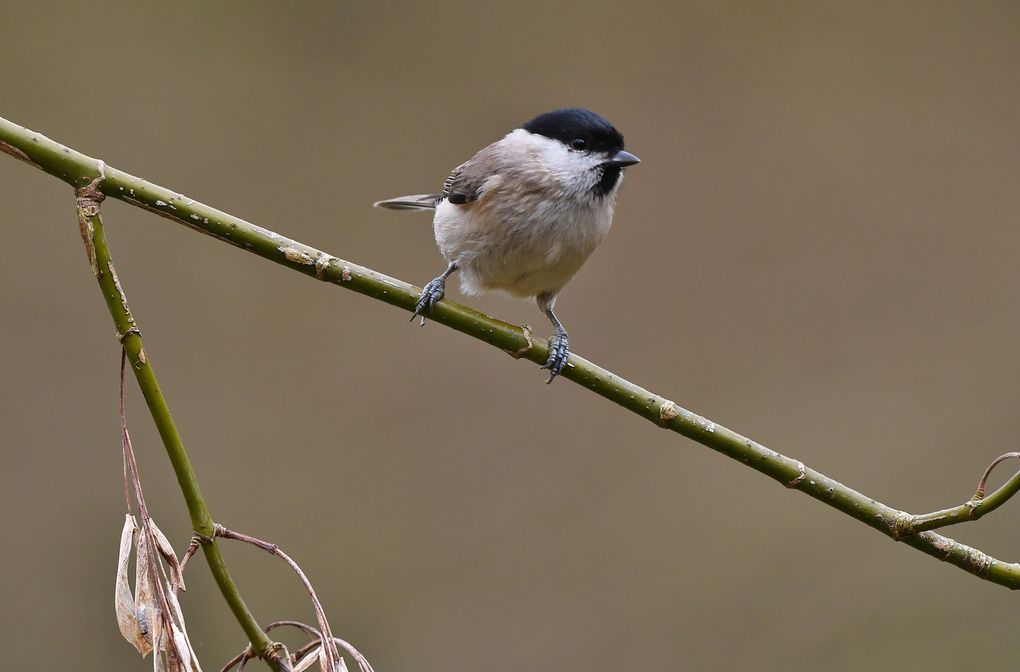 Mésange nonnette (Poecile palustris).