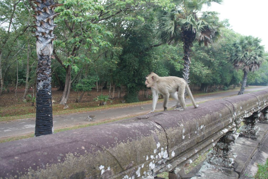 Album - Angkor-mars-2011