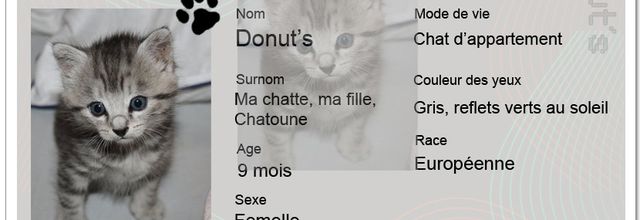 Donut's, le chat du dimanche