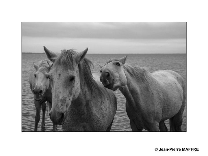 Présent depuis l'Antiquité, le cheval de Camargue est un petit cheval de selle qui vit en semi-liberté dans les marais reconnaissable à sa robe grise.