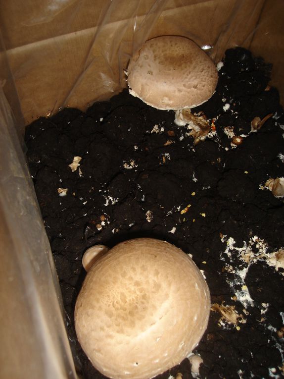 Pilze selber züchten