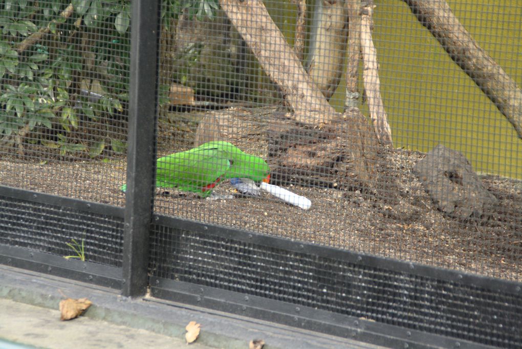 Dans l'ordre : panda roux, tigre de Sumatra, tamarin lion, tortue géante (240kg quand même!), ara jaune, perroquet eclectus qui tente de défoncer sa brosse à caca, spider monkeys euh faisant des singeries, gibbons Siamang poussant leur cri matinal, singe-écureuil, tamarin à crète blanche (ou brushing d'enfer), suricates qui font donc vachement bien le mort, girafe L'Oréal, lionne + nonos, loutre asiatique