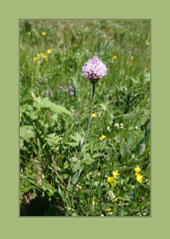  Parmi elles l'orchis globuleux, traunsteinera globosa ...