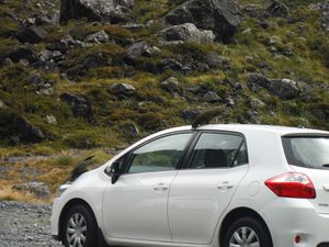 La très route du Milford Sound, on aura notamment croisé un groupe de Kéa (le pérroquet des montagnes) s'archanant sur une pauvre voiture.