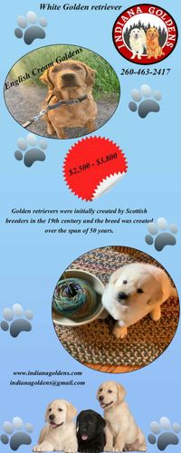 English Cream Golden Retriever Puppies Indiana Goldens