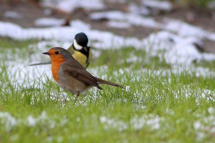 Erithacus rubecula