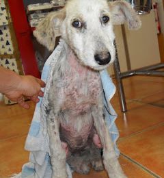 Horrible, encore, venant d'Espagne: la torture des chiens.