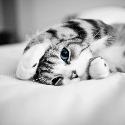 Chaton - Regard - Yeux - Bleu - Photographie - Picture - Free