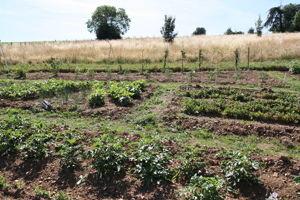 le jardin qui pousse au gres des saisons