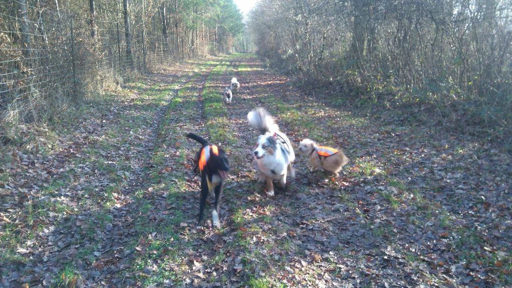 17ème Rando Canine le 14/01/2018 à Rilly sur Loire
