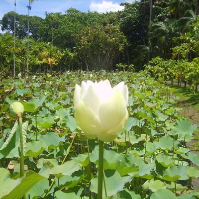 Ile Maurice - Nénuphars