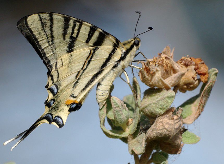 Album - Macro-Papillons