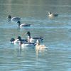 Canards sur le lac