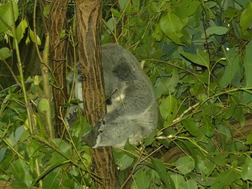 Hier die zweite Ladung an Bildern vom Australia Zoo sowie brandneu von der Lone Pine Koala Sanctuary - enjoy!!!!