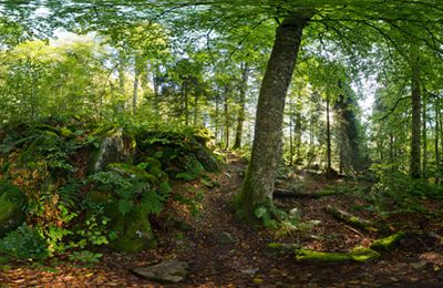 Cœur de forêt…