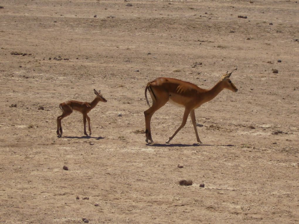 Safari au pied du kilimajaro