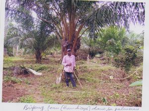 la plantation expérimentale de palmiers à huile et la pépinière