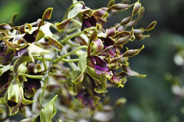 Album - 006-Botanic-Garden-Singapore