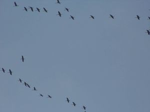 Pendant que Christophe quitte le sol, quelques grues prennet le chemin du Sud.