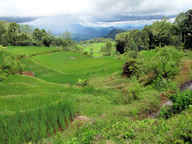 Album - 30---Centre-Sulawesi---Toraja