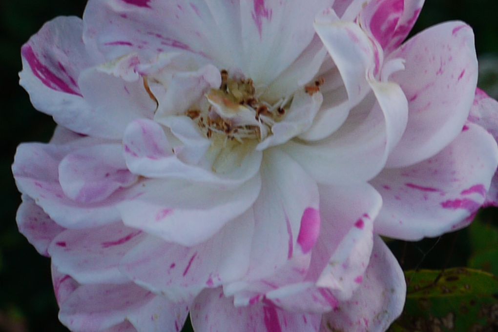 mes fleurs au jardin