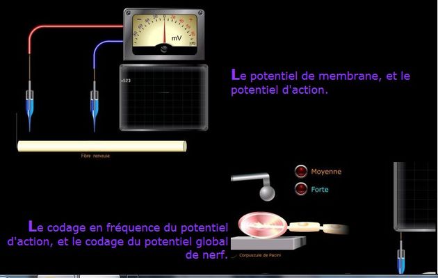 La nature du message nerveux