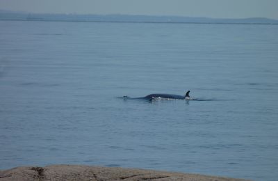 A la découverte des baleines...