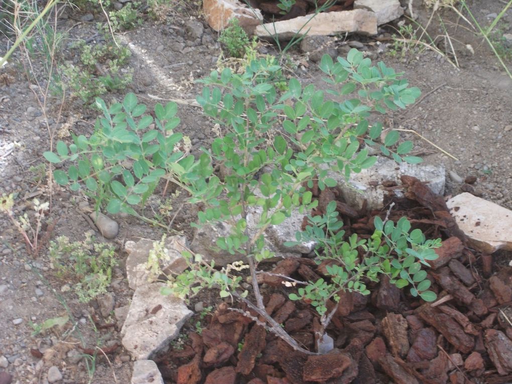 Album - les-plantes-de-notre-garrigue