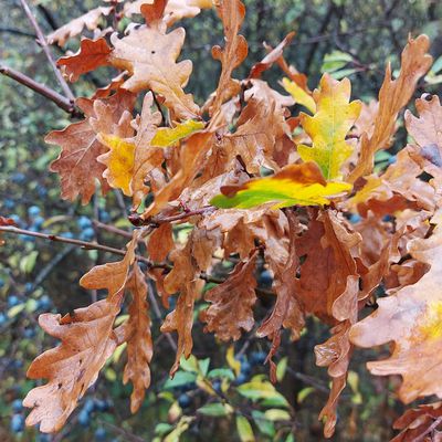 Pourquoi les feuilles changent de couleur ?