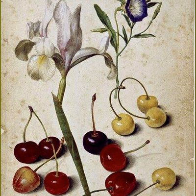 Le temps des cerises par les peintres -   Georg Flegel (1566-1638) Iris d’Espagne, Volubilis et cerises