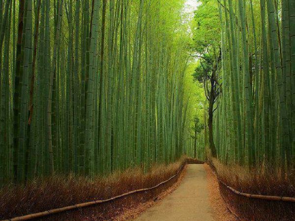 La superbe forêt de Bambous de Sagano, Japon