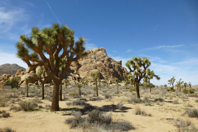 Anza Borrego