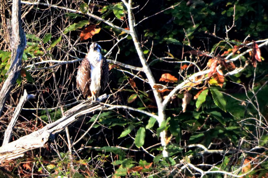 Balbuzard pécheur à Ondres et au marais d'Orx