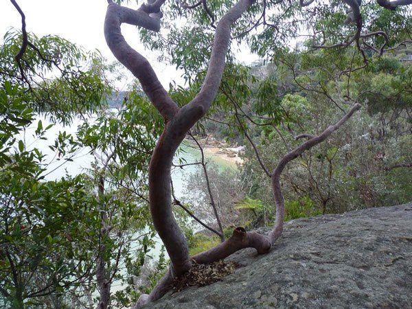 Album - Ferry - Manly